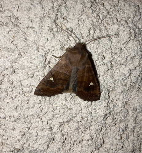 Eupsilia transversa