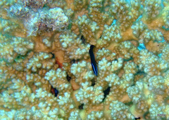 Pseudochromis springeri