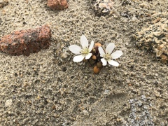Gentianella saxosa