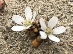 Gentianella saxosa