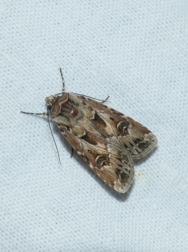 Agrotis vestigialis