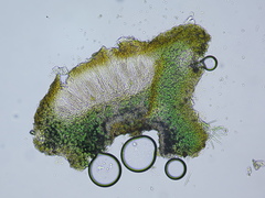 Phyllopeltula steppae