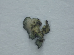 Phyllopeltula steppae