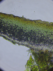 Phyllopeltula steppae