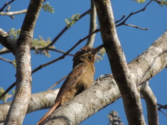 Dendrocolaptes sanctithomae