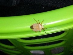 Brontocoris nigrolimbatus