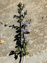 Ceanothus cuneatus ramulosus