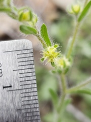 Lappula occidentalis