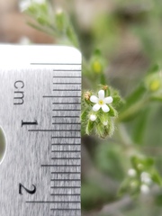 Lappula occidentalis