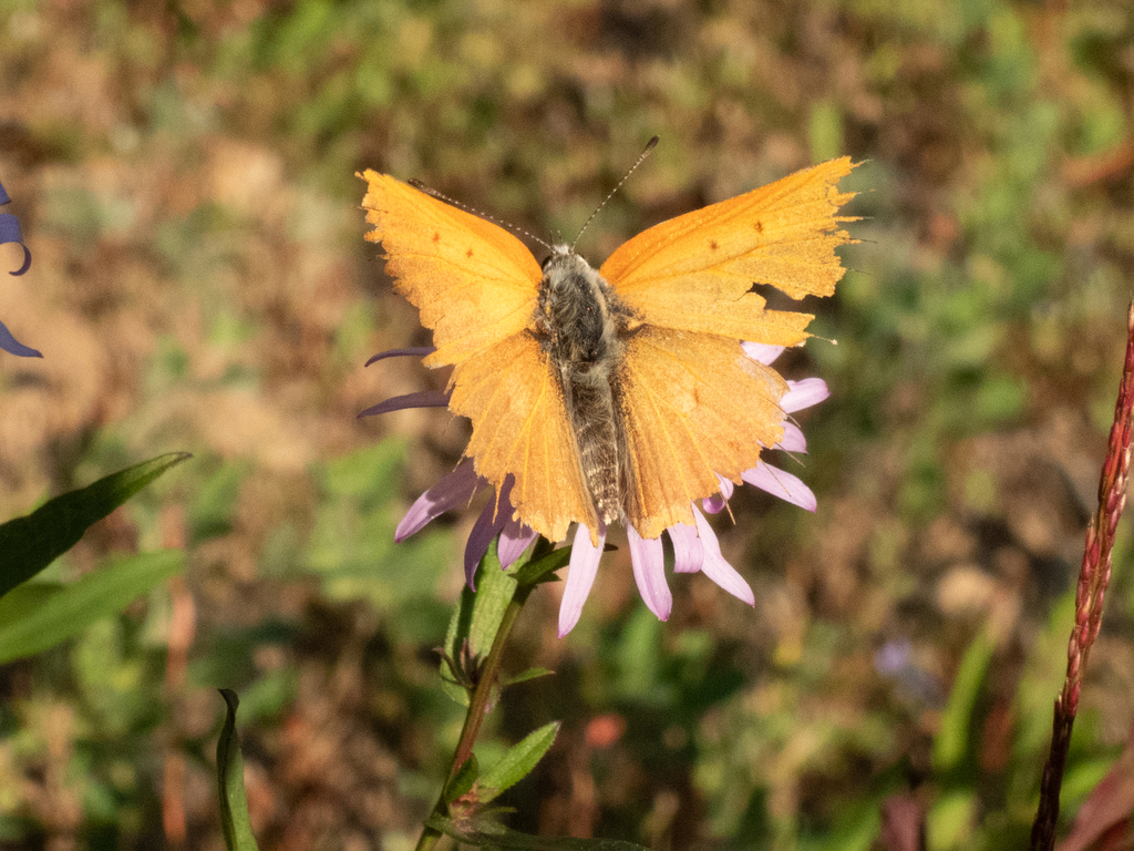Tharsalea rubidus monachensis