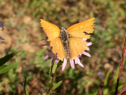 Tharsalea rubidus monachensis