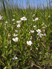 Gratiola officinalis