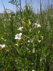 Gratiola officinalis