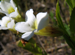 Gratiola officinalis