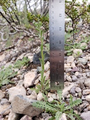 Lappula occidentalis