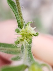 Lappula occidentalis