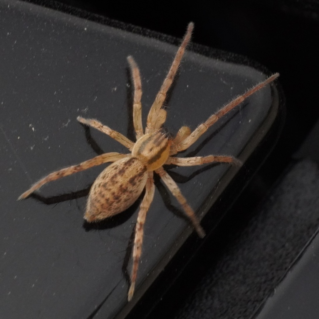garden ghost spider