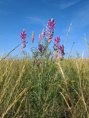 Astragalus varius