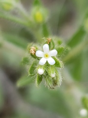 Lappula occidentalis