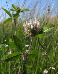 Trifolium diffusum