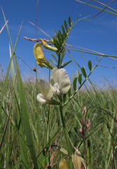 Vicia grandiflora
