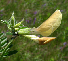 Vicia grandiflora