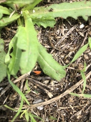 Melanopleurus belfragei