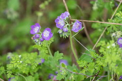 Phacelia congesta