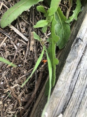 Melanopleurus belfragei