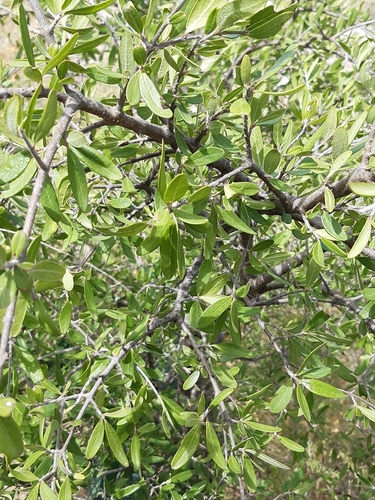 Forestiera phillyreoides (Forestiera phillyreoides)