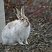 White-tailed Jackrabbit - Photo (c) nbertrand, some rights reserved (CC BY-NC), uploaded by nbertrand
