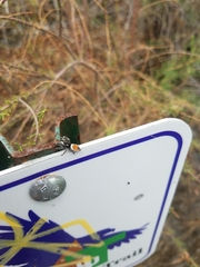 Phidippus californicus