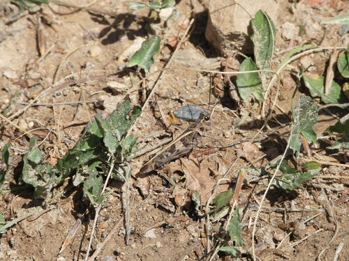 Pard Grasshopper photo 2