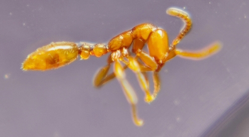 Leptanilla ujjalaiLeptanilla ujjalai