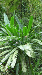 Musa ornata