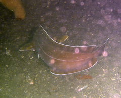 Lotella rhacina