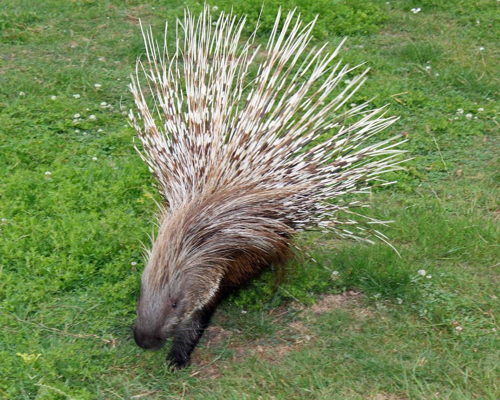 Crested Porcupine (Guida alla Fauna e alla Flora dell'Oasi Naturale di ...