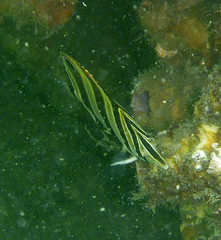 Chelmonops truncatus