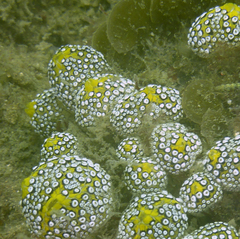 Botrylloides magnicoecus