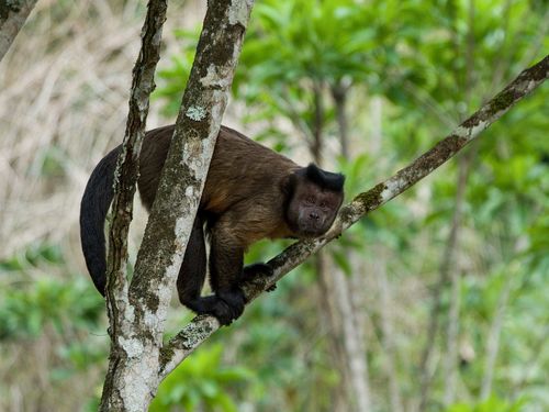 Brown Capuchin, photo 6 of 9