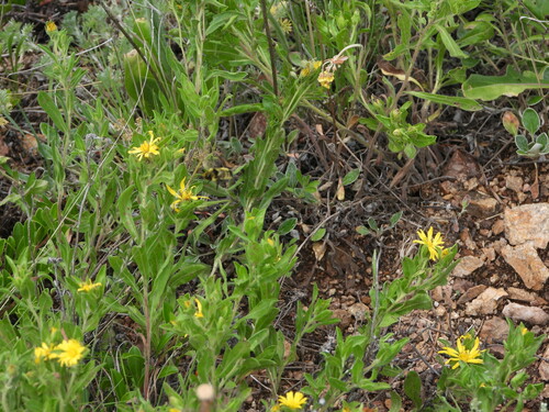 Image of Rockyscree False Goldenaster (Heterotheca resinolens) by (c) Jared Shorma, some rights reserved (CC BY)