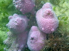 Halisarca australiensis