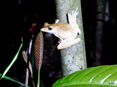 Polypedates colletti