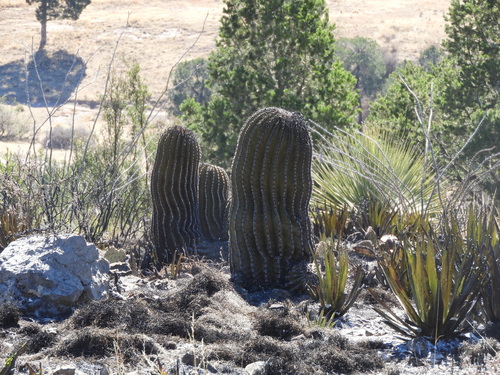 Ferocactus pilosus
