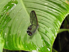 Pseudohaetera hypaesia