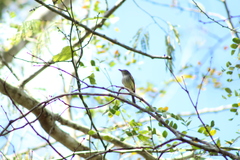 Oncostoma cinereigulare