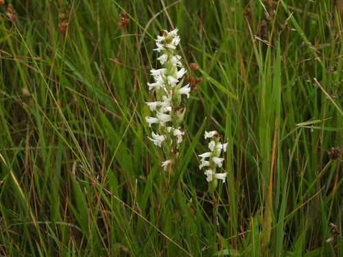 Image of Spiranthes diluvialis by (c) Jared Shorma, some rights reserved (CC BY)