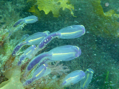 Clavelina meridionalis