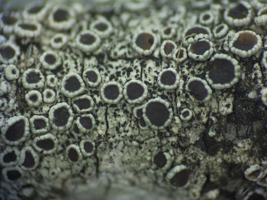 Lecanora subrugosa
