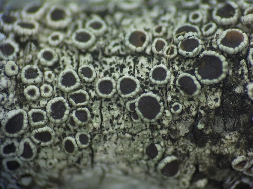 Lecanora subrugosa